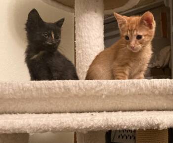 Emilia -  Domestic Short Hair Cat for Adoption in Fort Collins, Colorado - Emilia | PetCurious