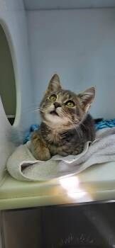 Fenouil -  Domestic Short Hair Cat for Adoption in Delson, Quebec - Fenouil | PetCurious