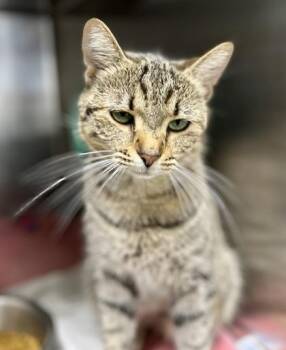 Rescue Domestic Short Hair Cats for Adoption in Athens, Georgia - Rumble | PetCurious