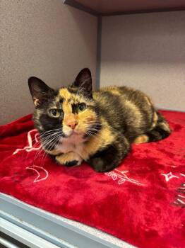 Velma -  Domestic Short Hair Cat for Adoption in Liverpool, New York - Velma | PetCurious