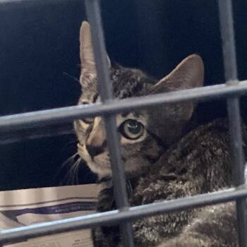 Burbank 01 -  Domestic Short Hair Cat for Adoption in Montgomery, Alabama - Burbank 01 | PetCurious