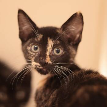 Bubble Babe (white collar) -  Domestic Short Hair Cat for Adoption in Philadelphia, Pennsylvania - Bubble Babe (white Collar) | PetCurious