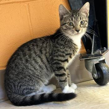 Bugsy -  Domestic Short Hair Cat for Adoption in Roxboro, North Carolina - Bugsy | PetCurious