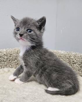 Domestic Short Hair Cats Available for Adoption in Brockport, New York - Dori | PetCurious