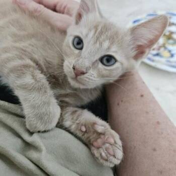 Patton -  Domestic Short Hair Cat for Adoption in Tampa, Florida - Patton | PetCurious