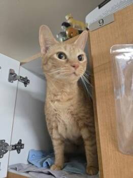 Princess Sophia -  Domestic Short Hair Cat for Adoption in Savannah, Georgia - Princess Sophia | PetCurious