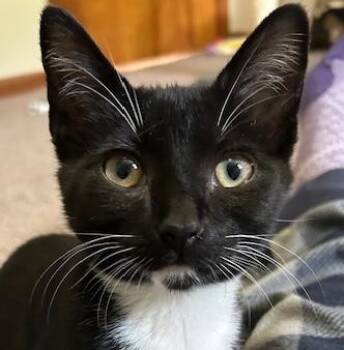 Rescue Domestic Short Hair Cats for Adoption in Smithfield, North Carolina - Ted (Hall) | PetCurious