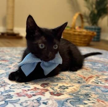 Chicken Dinner -  Bombay and Domestic Short Hair Cat for Adoption in Friendswood, Texas - Chicken Dinner | PetCurious