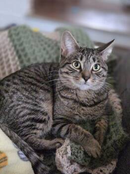 Domestic Short Hair Cats Available for Adoption - Pixie | PetCurious