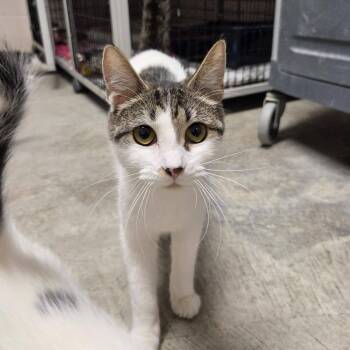 Boogie -  Domestic Short Hair Cat for Adoption in Chilton, Wisconsin - Boogie | PetCurious