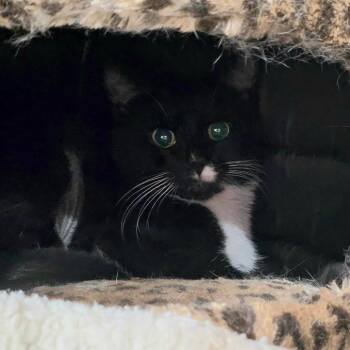 0726-35 Persimmon -  Domestic Short Hair Cat for Adoption in Abingdon, Maryland - 0726-35 Persimmon | PetCurious