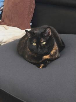 Terra (f) 3yrs old Tortie -  Tortoiseshell Cat Available for Adoption in Ottawa, Ontario - Terra (f) 3yrs Old Tortie | PetCurious