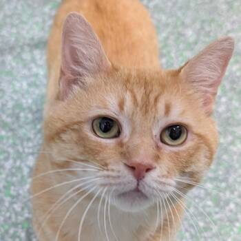 Chuzzlewit -  Domestic Short Hair Cat for Adoption in Calverton, New York - Chuzzlewit | PetCurious