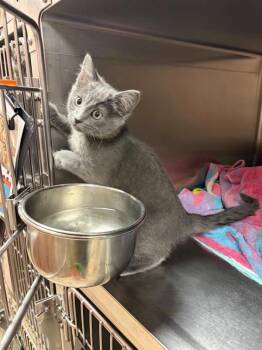 Minerva -  Domestic Short Hair Cat for Adoption in Black Eagle, Montana - Minerva | PetCurious