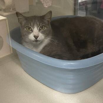 Domestic Short Hair and American Shorthair Cats Available for Adoption in Dickinson, Texas - Smokey | PetCurious