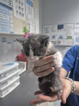 MAGGIE -  Domestic Short Hair Cat for Adoption in St. Cloud, Florida - MAGGIE | PetCurious