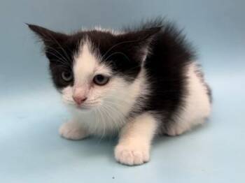 Raven -  Domestic Short Hair Cat for Adoption in Woodbury, Minnesota - Raven | PetCurious