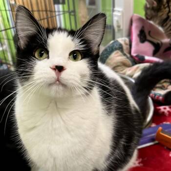 Domestic Short Hair Cats Available for Adoption - Lana | PetCurious
