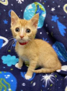 Sunfire -  Domestic Short Hair Cat for Adoption in Westland, Michigan - Sunfire | PetCurious