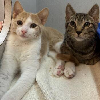 Michael Jordan -  Domestic Short Hair Cat for Adoption in Pittsburgh, Pennsylvania - Michael Jordan | PetCurious