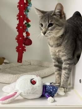 Rescue Domestic Short Hair Cats for Adoption in Othello, Washington - Zappa | PetCurious
