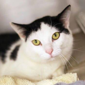 Domestic Short Hair Cats Available for Adoption - Oreo | PetCurious