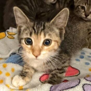 Kroger -  Domestic Short Hair Cat for Adoption in Morganton, North Carolina - Kroger | PetCurious