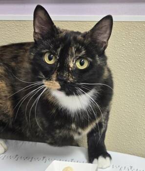 Domestic Short Hair Cats Available for Adoption in Vancouver, Washington - Snapdragon | PetCurious