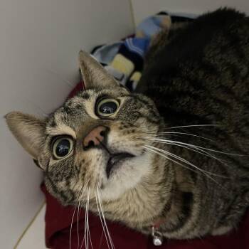 Miko -  Domestic Short Hair Cat for Adoption in Walden, New York - Miko | PetCurious