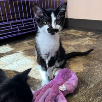 Mini -  Domestic Short Hair Cat for Adoption in Priest River, Idaho - Mini | PetCurious