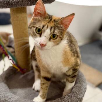 Domestic Short Hair Cats Available for Adoption in Houston, Texas - Sarabi | PetCurious