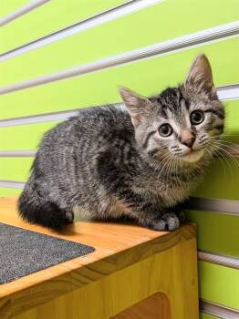 LOUISE -  Domestic Medium Hair Cat for Adoption in St. Peters, Missouri - LOUISE | PetCurious
