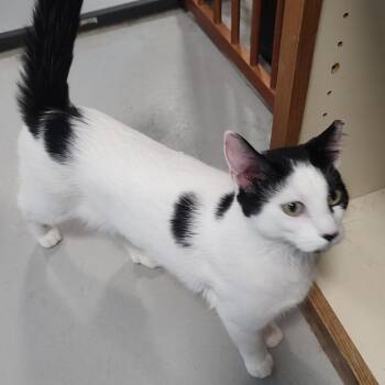 Oreo -  Extra Toes Cat Hemingway Polydactyl and Domestic Short Hair Cat for Adoption in Driggs, Idaho - Oreo | PetCurious