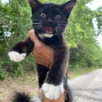 Queenie -  Domestic Medium Hair Cat for Adoption in Parrish, Alabama - Queenie | PetCurious