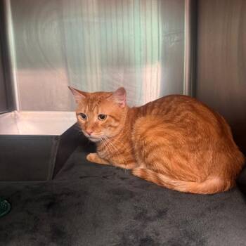 Larry -  Domestic Short Hair Cat for Adoption in Lake Jackson, Texas - Larry | PetCurious
