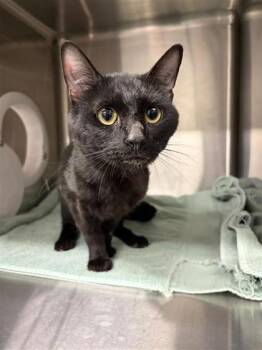 Domestic Short Hair Cats Available for Adoption in West Chester, Pennsylvania - Blink | PetCurious