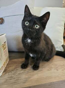Pudge -  Domestic Short Hair Cat for Adoption in Wading River, New York - Pudge | PetCurious