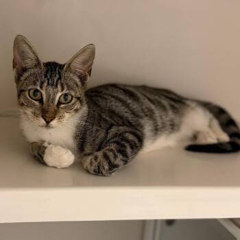 Peanut -  Domestic Short Hair Cat for Adoption in Sarasota, Florida - Peanut | PetCurious