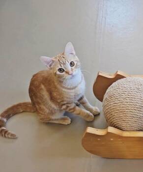 DAHLIA -  American Shorthair Cat for Adoption in Pinedale, Wyoming - DAHLIA | PetCurious