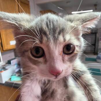 Agnes -  Domestic Short Hair Cat for Adoption in Leander, Texas - Agnes | PetCurious