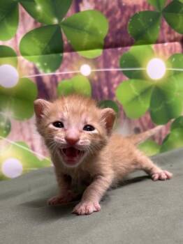 Domestic Short Hair Cats Available for Adoption in San Antonio, Texas - Spruce | PetCurious