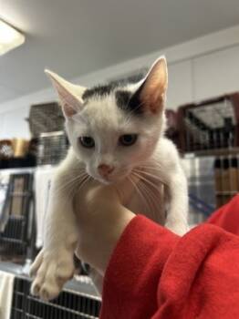 Rescue Domestic Short Hair Cats for Adoption in Morristown, New Jersey - Stanley | PetCurious