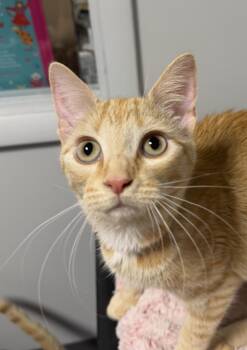 Butters -  Domestic Short Hair Cat for Adoption in Lincoln, Nebraska - Butters | PetCurious
