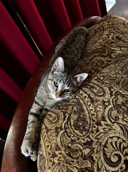 Tiny -  Domestic Short Hair Cat for Adoption in Little Rock, Arkansas - Tiny | PetCurious