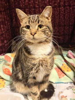 Domestic Short Hair Cats Available for Adoption in Scranton, Pennsylvania - Ike | PetCurious