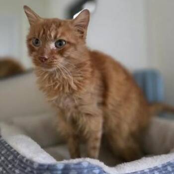 Domestic Medium Hair Cats Available for Adoption in Liverpool, Texas - Bob | PetCurious