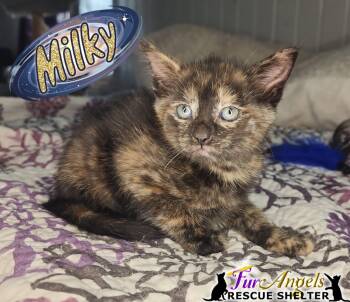 Domestic Short Hair Cats Available for Adoption in Ottawa Hills, Ohio - Milky | PetCurious
