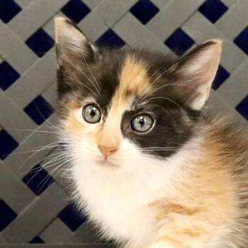Domestic Short Hair Cats Available for Adoption in Fort Davis, Texas - Nacho | PetCurious