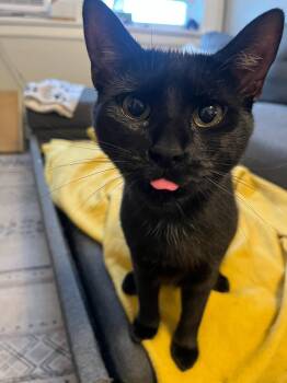 Goose -  Domestic Short Hair Cat for Adoption in East Orange, New Jersey - Goose | PetCurious