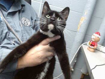 Rescue Domestic Short Hair Cats for Adoption in Albuquerque, New Mexico - SCHNUCUMS | PetCurious